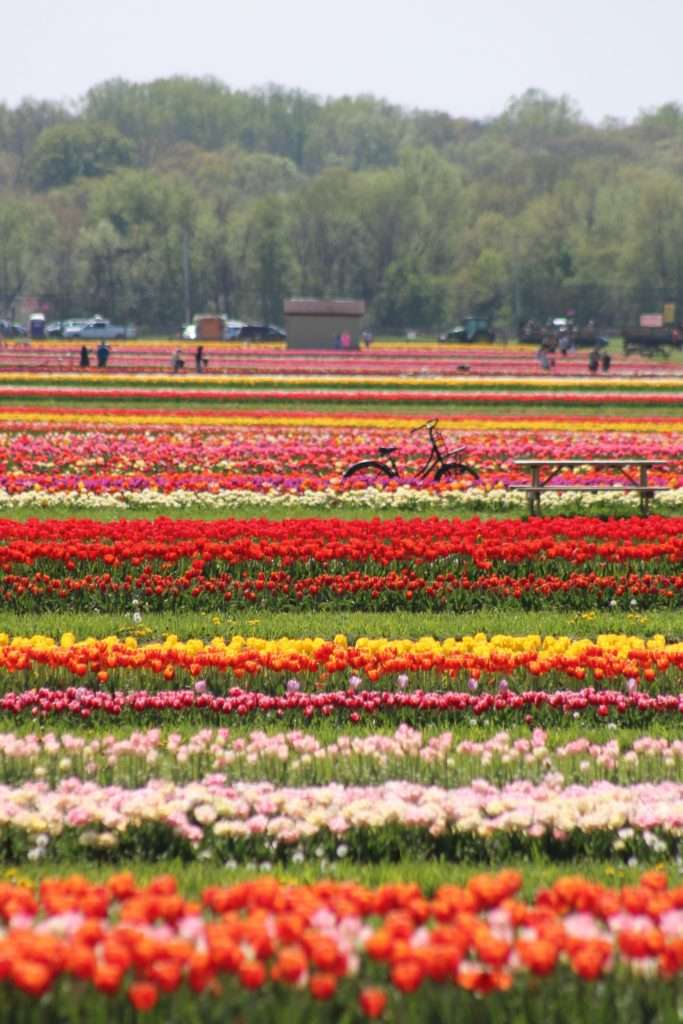 Rows of blooming tulips at Holland Ridge Flower Farm