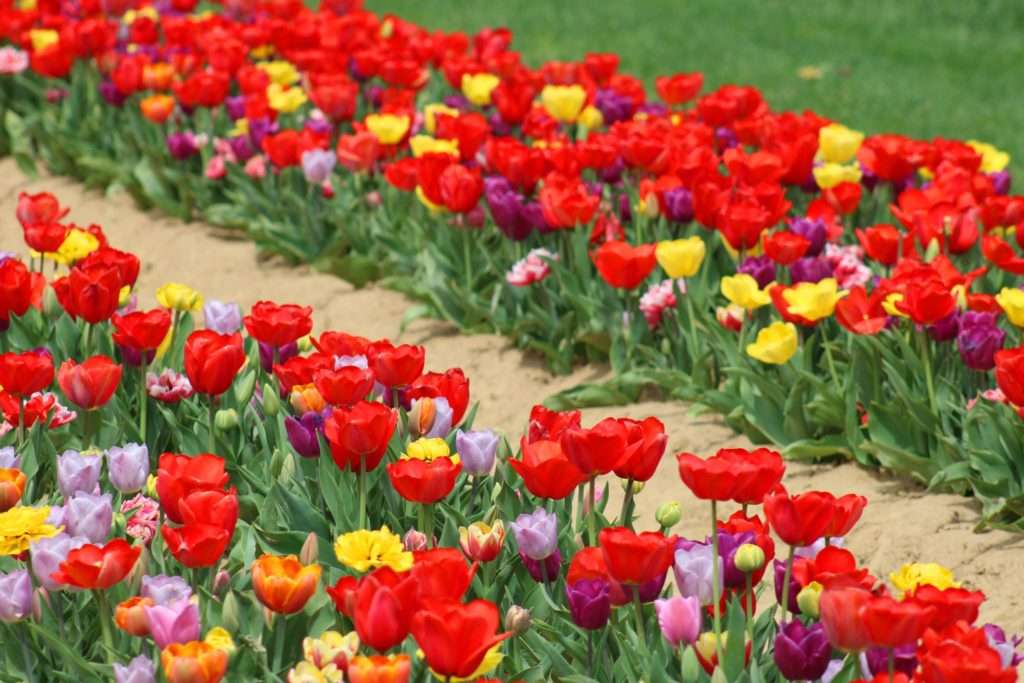 Holland Ridge Farm New Jersey Tulip Festival
