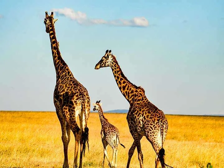 Giraffes on an African savanna